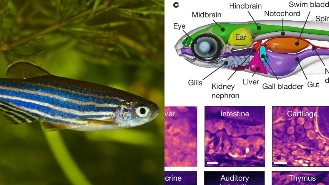 Scientists track nearly every cell in a living vertebrate at the same time