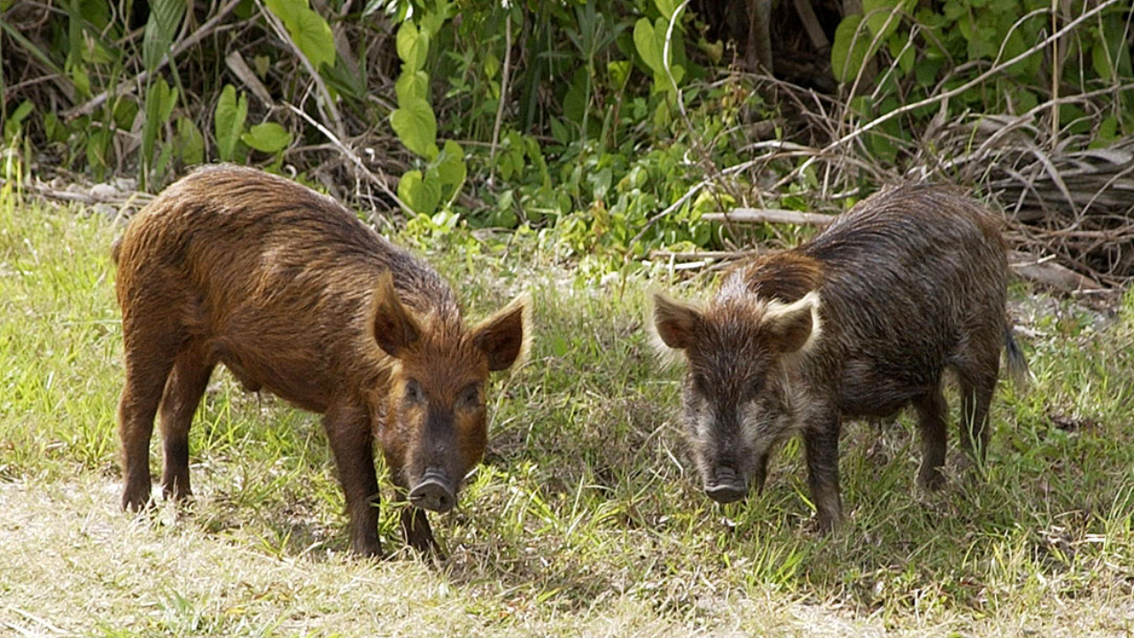 In the 1850s, pigs brought to Santa Cruz Island became feral