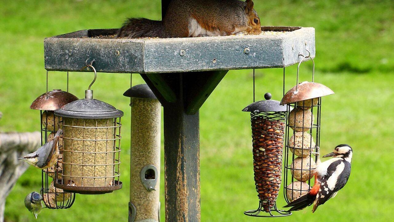 Food and water stations for wild birds can increase deadly parasite risk