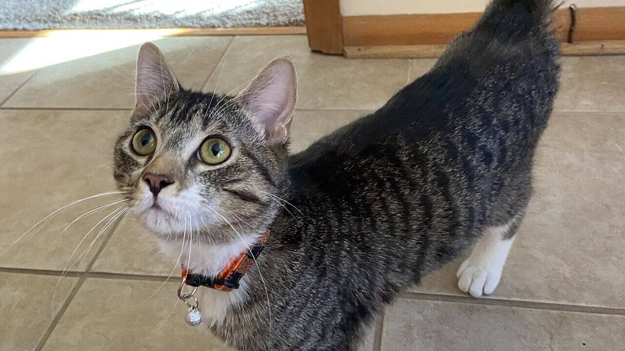 Domestic cats kill 2.4bn birds in US; bright collars reduce bird kills by 61%