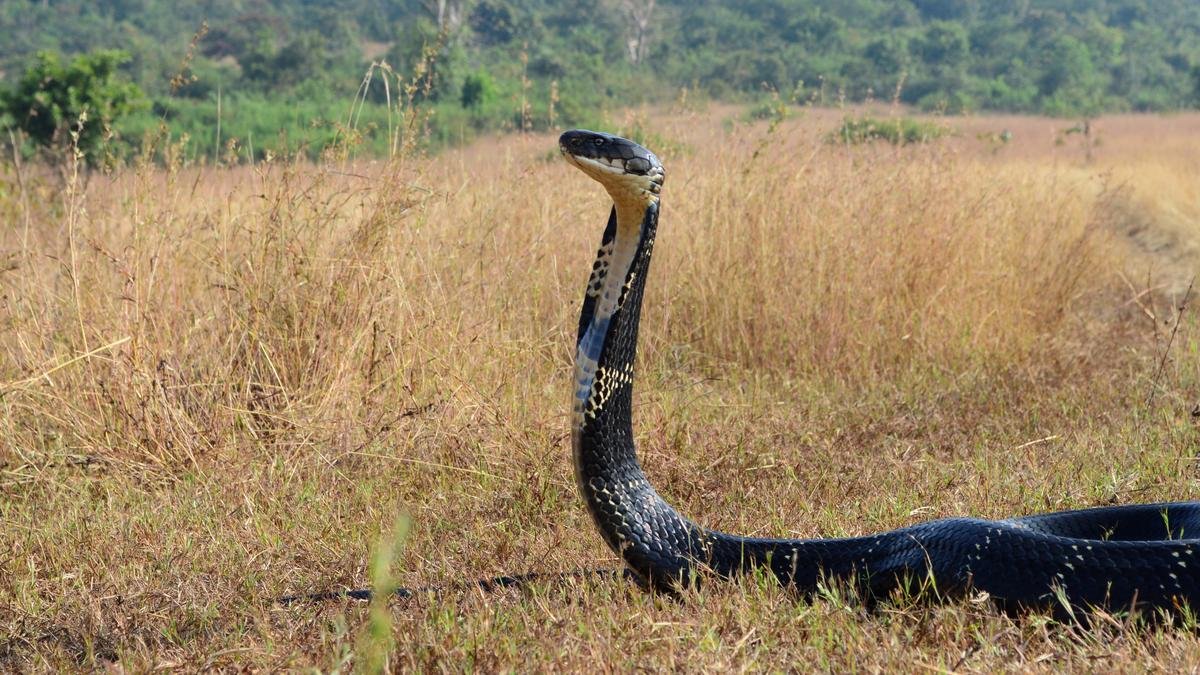 Brave and dexterous in taking on the slithery kind