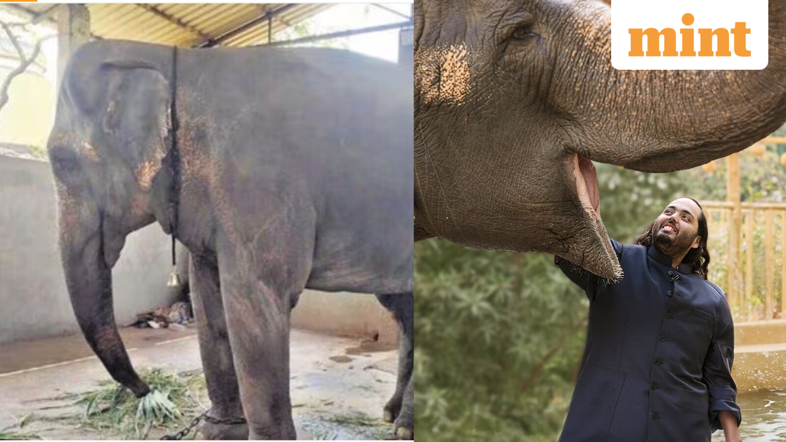 Madhuri returns home: Elephant gets grand welcome in Kolhapur after 13 months at Vantara