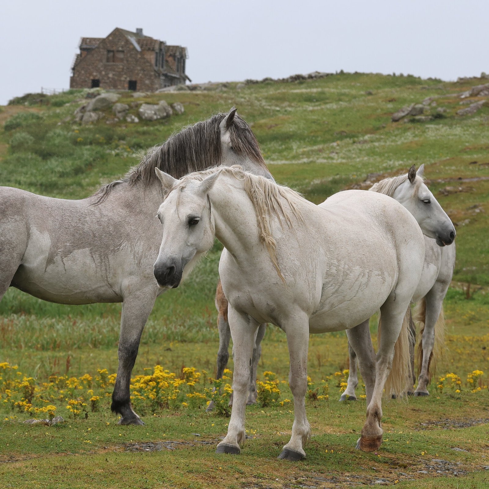 Police Uncover Scheme Using Fake Horse Passports to Traffic Animals