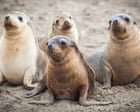 News live: first case of bird flu in endangered Australian sea lion confirmed; WA police hunting for two men after Perth shooting