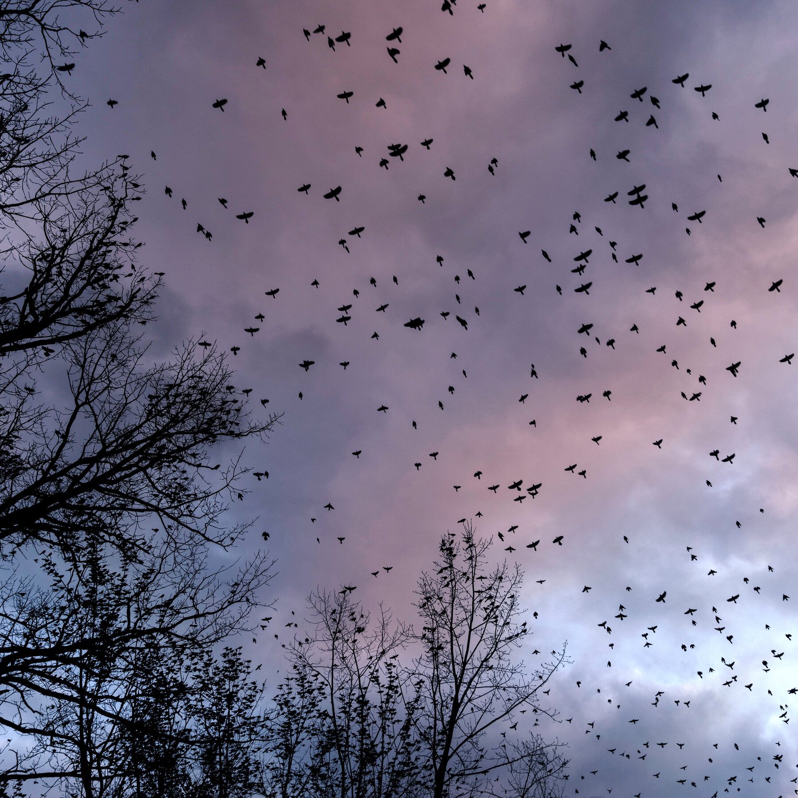 As Millions of Birds Migrate, Residents Are Asked to Turn Off the Lights