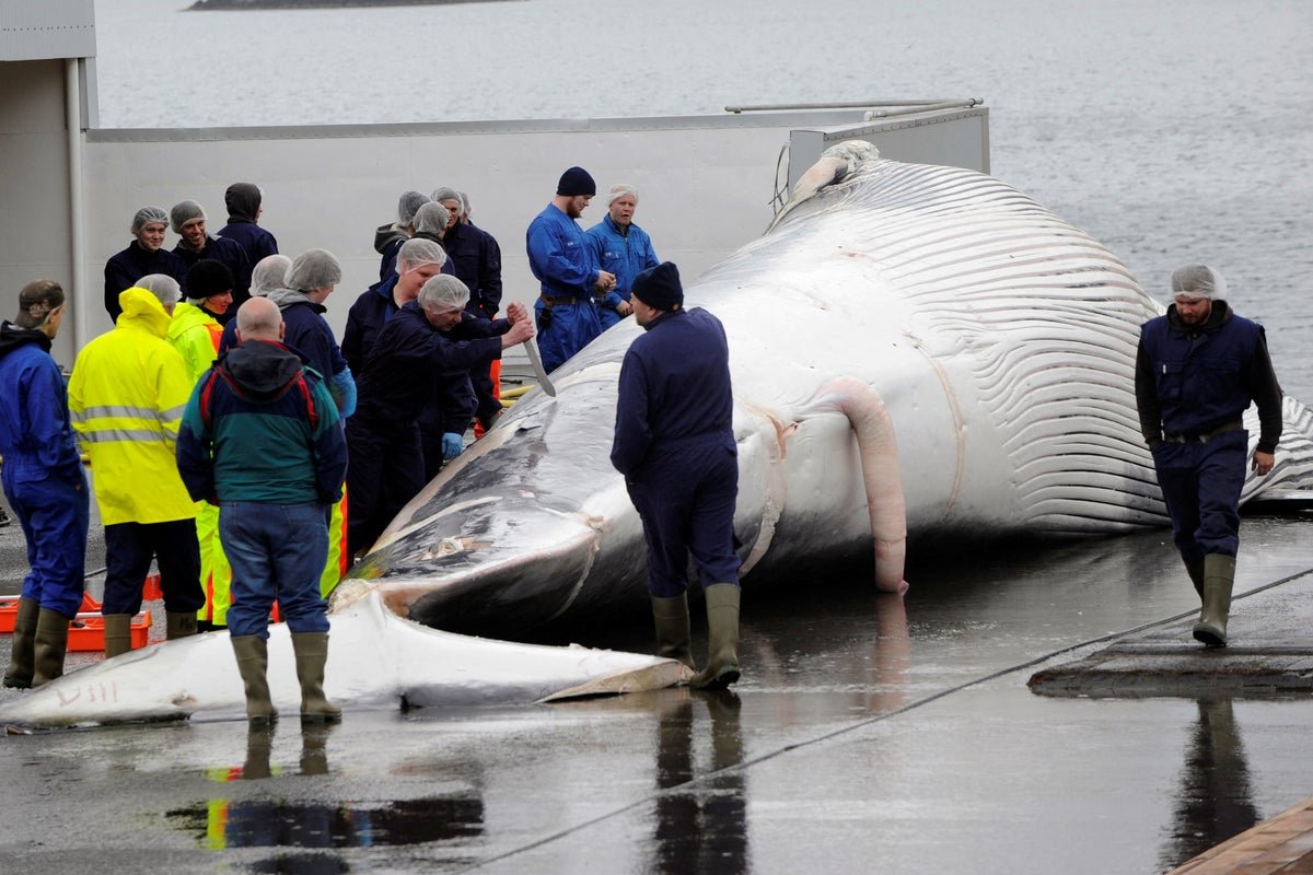 Iceland considers ban that would leave just two countries that allow whaling