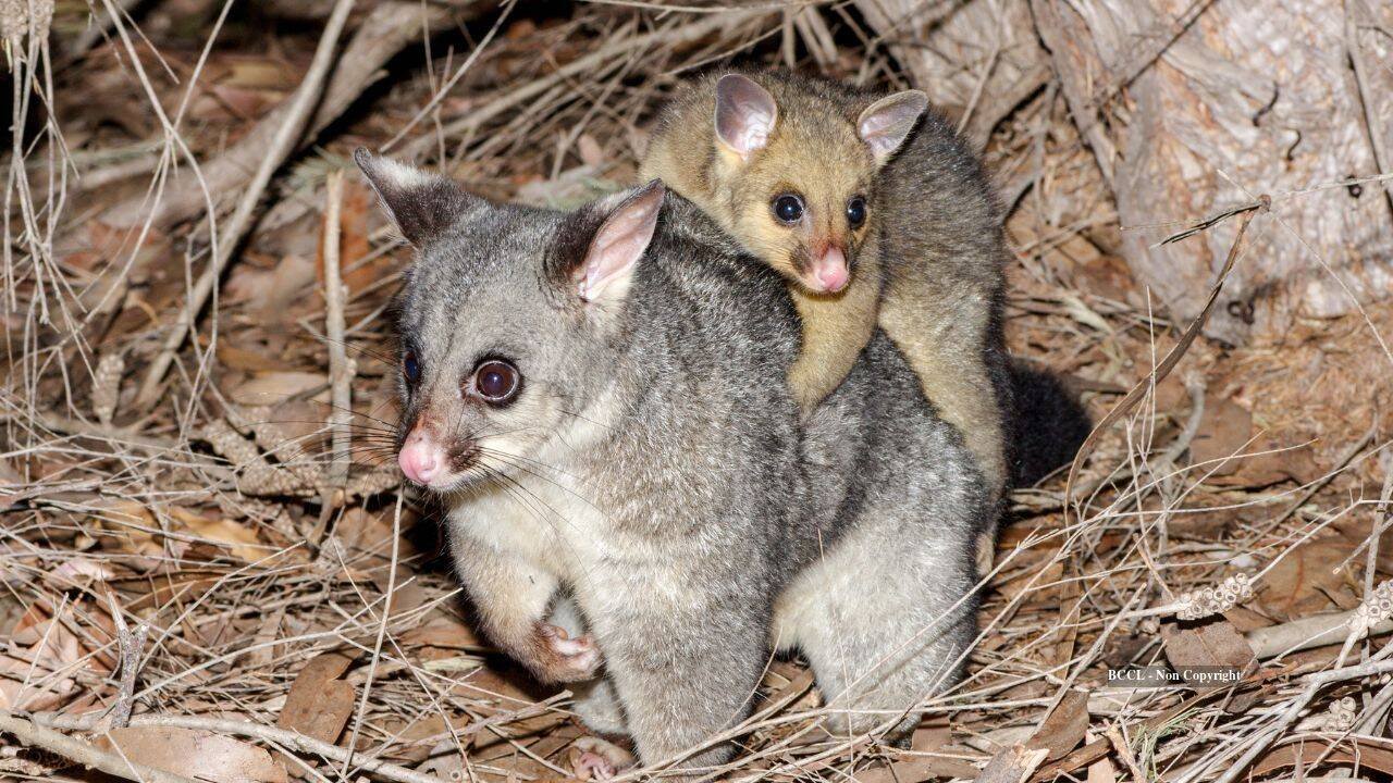 189 years after import, possums damage half of trees in rare New Zealand forest