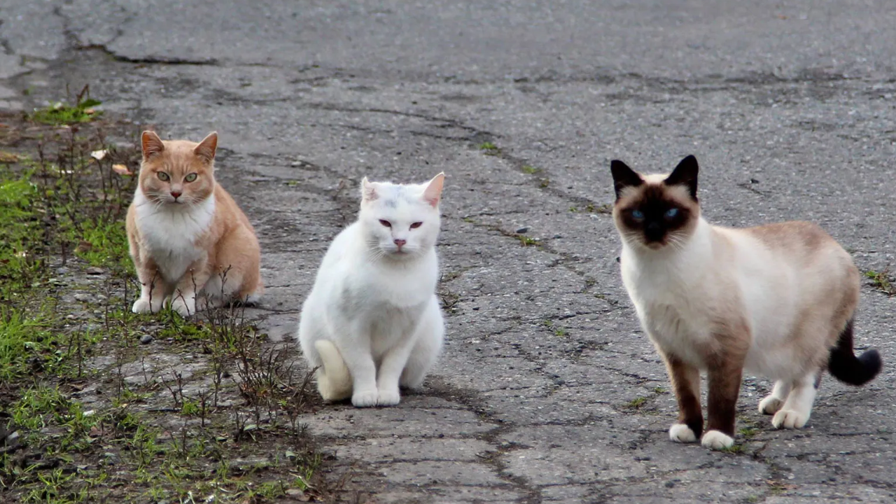 In 2016, NSW began fencing feral cats and foxes out of three reserves; 10 years later...