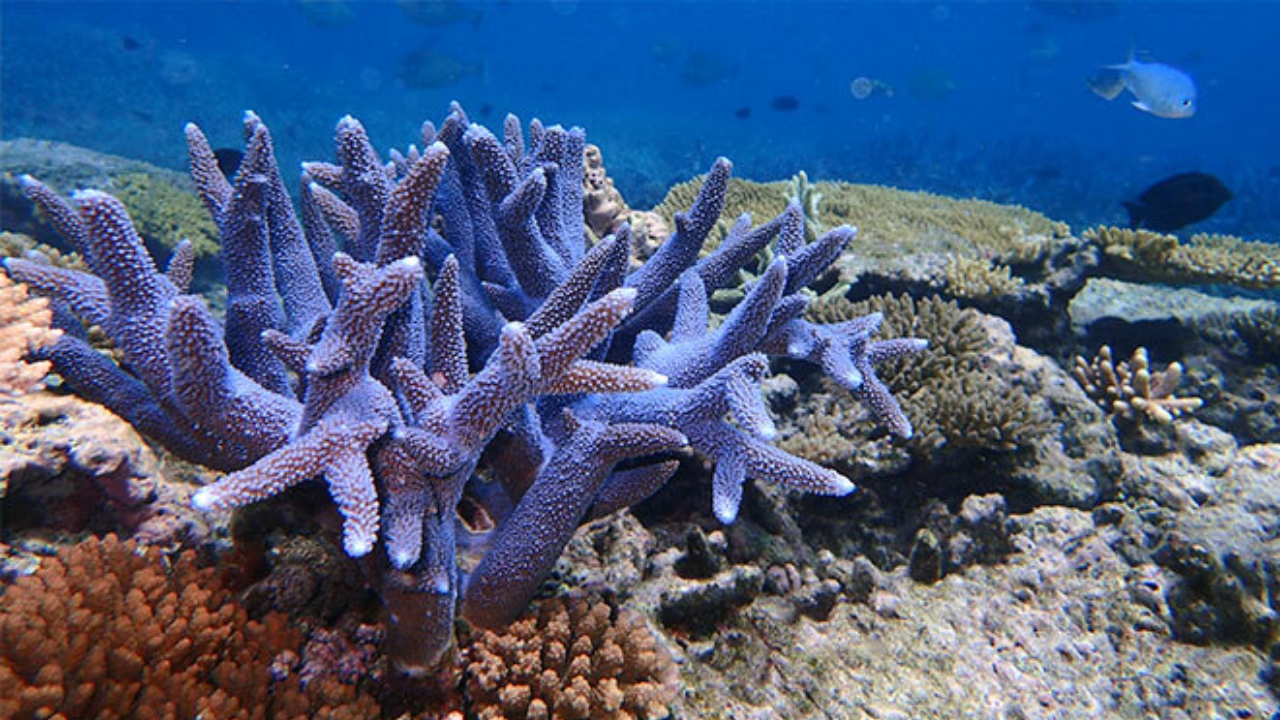 In 2015, Hawaii rescued fragments of a coral found only in Kaneohe Bay; after its wild colonies...
