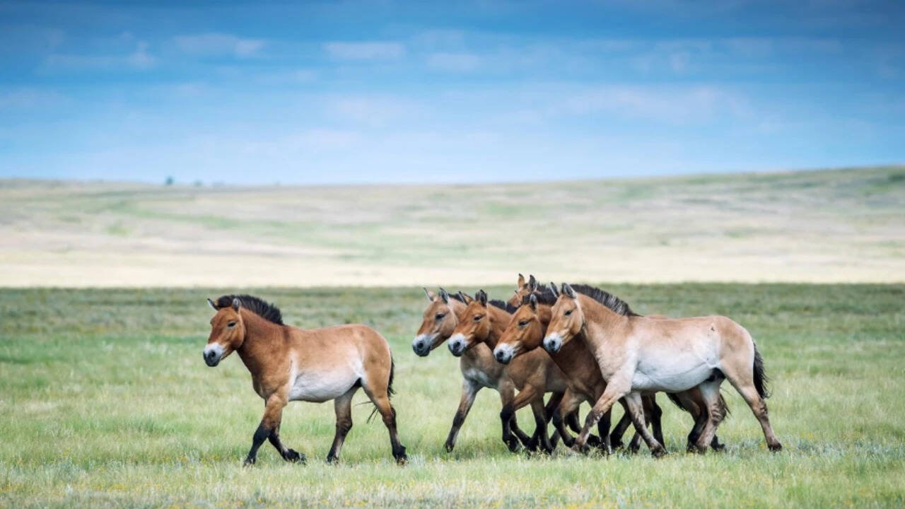 Once extinct in the wild, Przewalski’s horses return to China with population topping 900