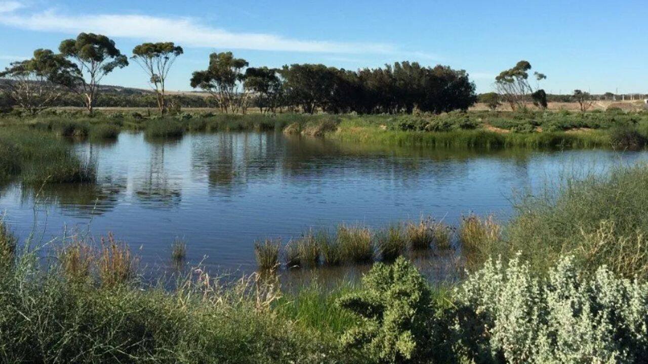 Australia’s Green Triangle forests grew; wetlands now face falling water levels