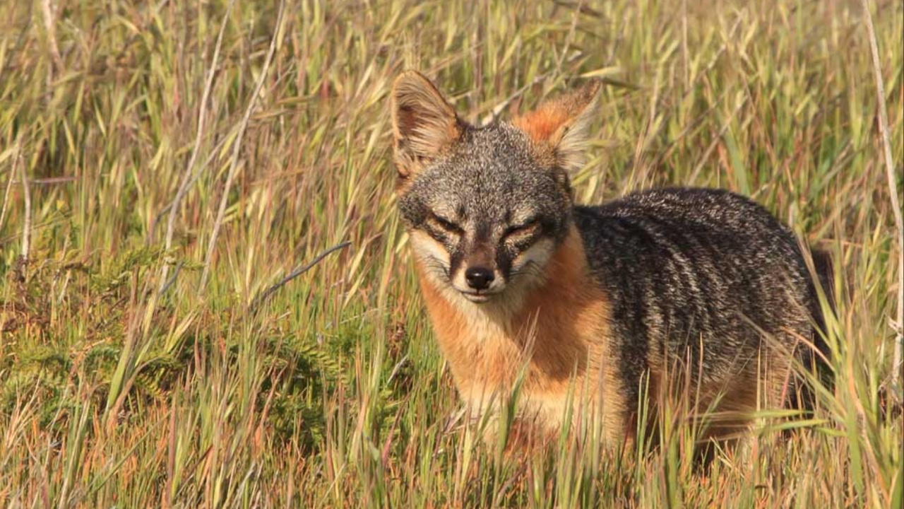 In 1999, just 15 island foxes remained on each of two California islands; captive breeding...