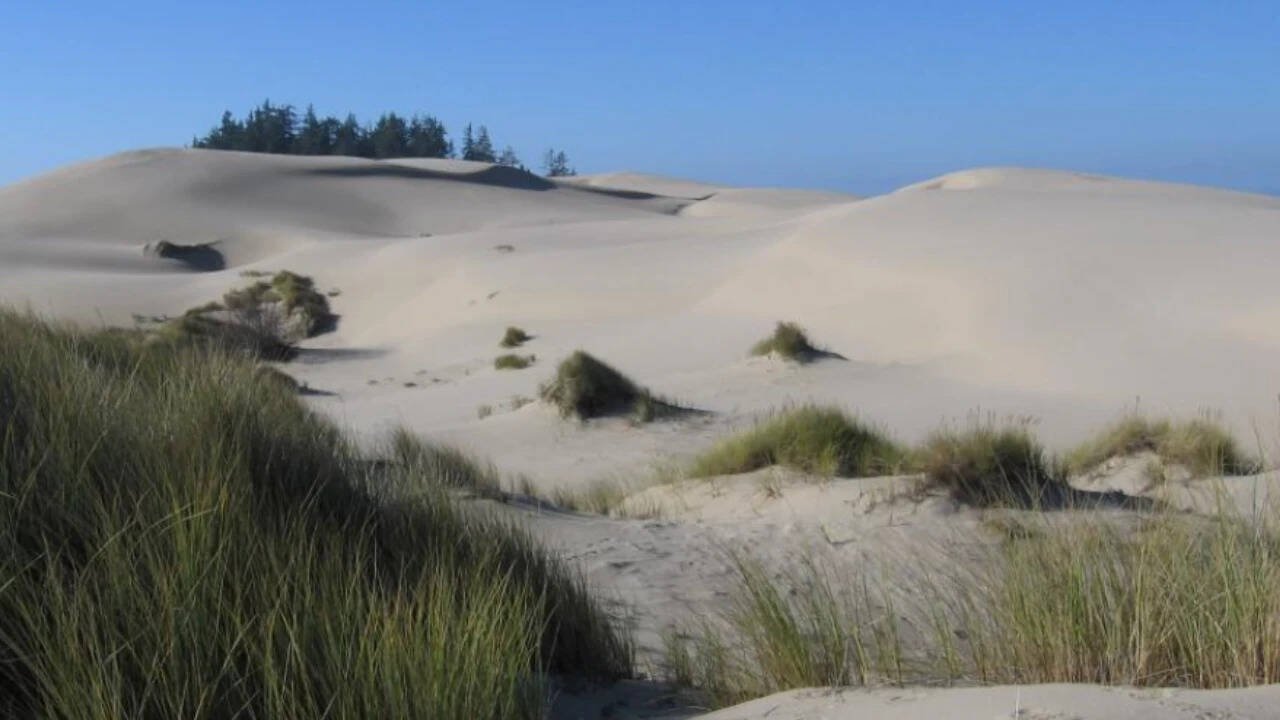 Oregon introduced beachgrass to hold shifting sand in place; it later changed the entire dune system
