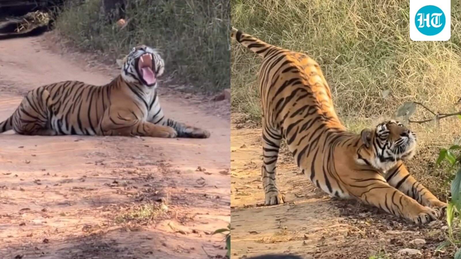 Foreigner captures unusual ‘traffic jam’ in Ranthambore as tiger naps on road. Watch
