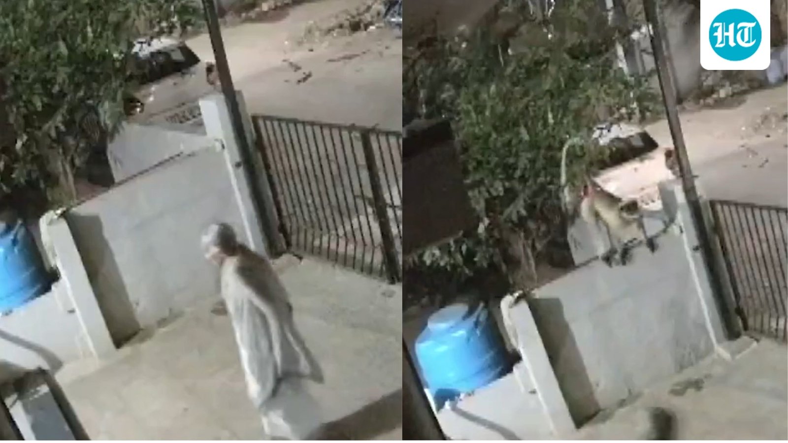 Video: Monkey pounces on 91-year-old woman in Karnataka, she dies a day later