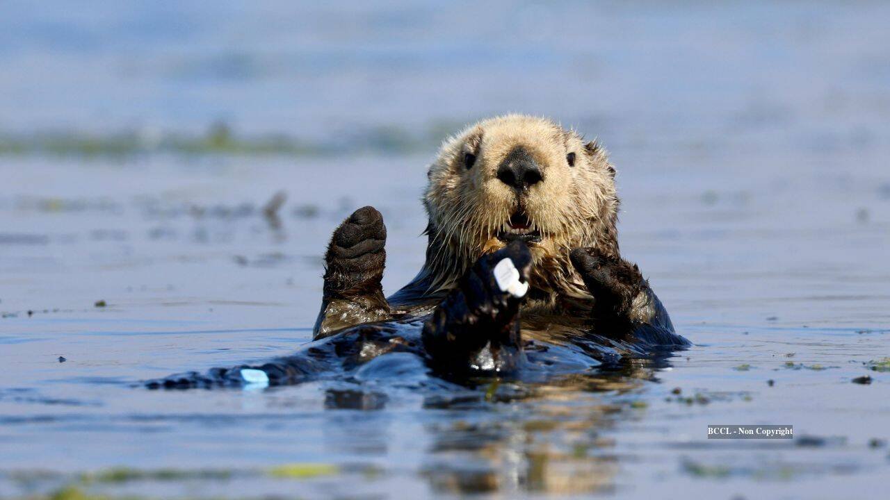 $57M gift helped open Monterey Bay Aquarium, whose sea otter programme has saved 1,000+ animals