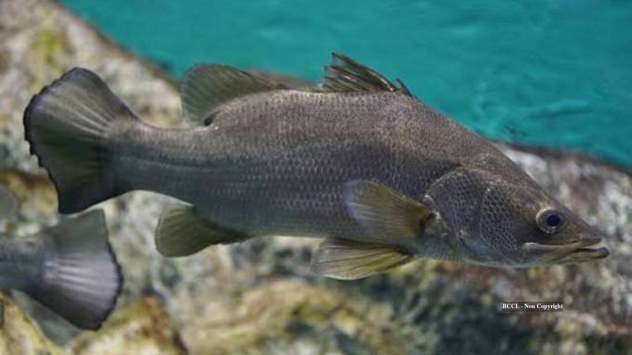 Nile perch introduced to Lake Victoria years ago transformed its fishery and threatened cichlids