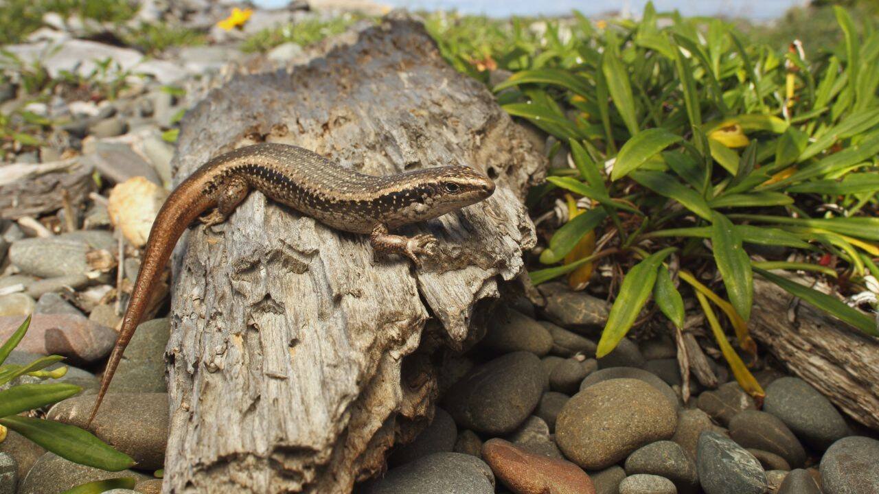 New Zealand built a 676-sq-metre pest-proof home for rare skinks; four released in 2026