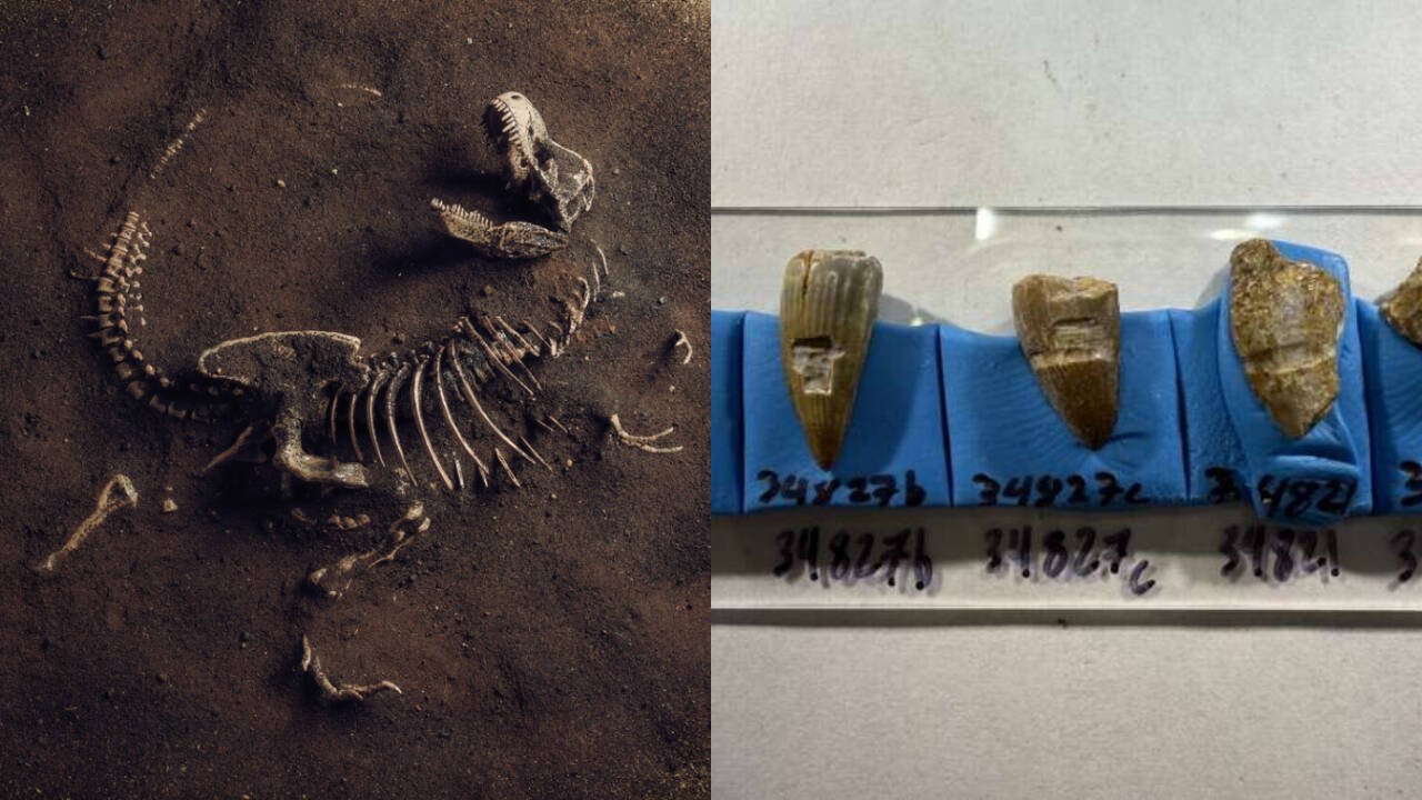 Fossil teeth suggest dinosaurs ate seaweed washed ashore 100 million years ago