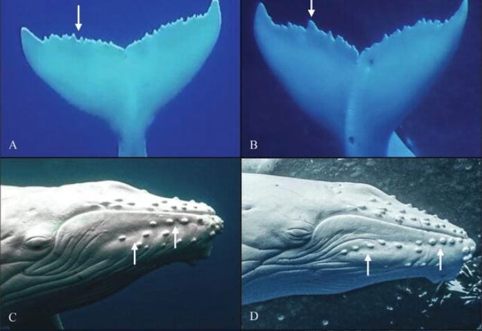 Whales With A Tale: AI For Good Award Goes To Happywhale